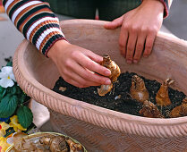 Clay bowl with viola, ivy and daffodils