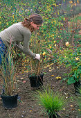 Plant Yellow Rose Bed (3/11)