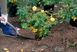 Plant yellow rose bed (9/11)