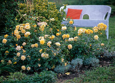 Creation of a yellow rose bed: 11/11
