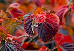 Foliage of witch hazel (witch hazel), red autumn color