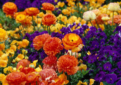 Spring border with orange and yellow Ranunculus asiaticus