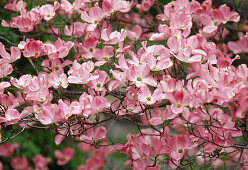 Branch of Cornus florida 'Rubra' (Flowering dogwood, pink)