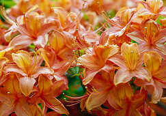 Orange flowers of Rhododendron Luteum Hybride 'Friedrich Wöhler'