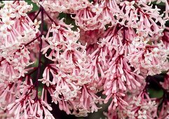 Pink flowers of Syringa sweginzowii (Pearl Lilac)