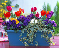 Plant blue metal box with viola and spring onions
