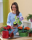 Planting blue basket with primroses (1/3)