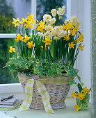 Planting a white basket with daffodils and ivy (3/3)