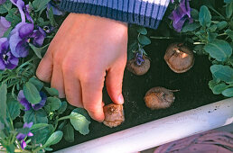 Planting viola, ivy and spring onions in a white metal box (6/9)