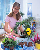 Planting wooden box with Bellis, Primula and Muscari