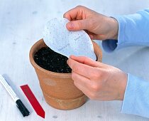 Sowing savory with seed disc (1/3)