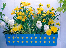 Plant blue box with daffodils, hyacinths and viola (4/4)