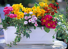 White box with primroses and bellis