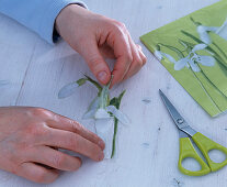 Snowdrops in pots with snowdrop napkin technique