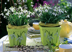 Snowdrops in pots with snowdrop napkin technique