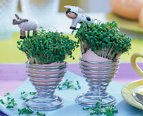 Sowing cress in eggshell (3/3)