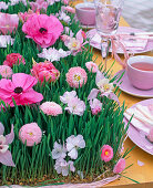 Pink flowers of Ranunculus asiaticus (ranunculus), Tulipa (tulips)