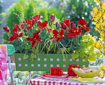 Tulipa 'Rokoko' (rote Papageientulpe), Heuchera 'Goldstrike'