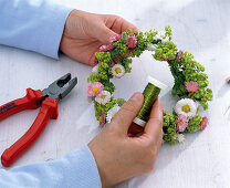 Bellis and lady's mantle wreath around a lantern (2/3)