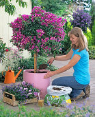 Underplanting Bougainvillea (1/5)