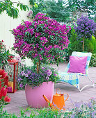 Plant bougainvillea under rows