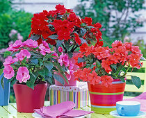 Impatiens New Guinea (sweet pea) in pink, orange and red
