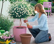 Plant marguerite stems