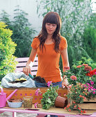 Orange metal box planted with geraniums and magic bells (2/5)