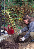 Container Rose Planting (6/14)