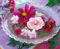 flowers of Cosmos (ornamental basket), Dianthus (carnations), Lychnis