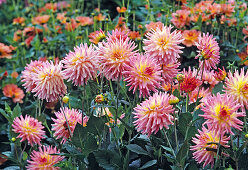 Dahlia 'Melody Gipsy' (Semikaktus-Dahlie)