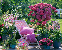 Half-shade terrace with hydrangea and thimble