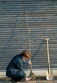 Plant pear trellis