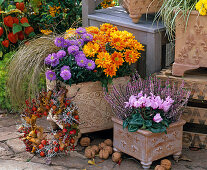 Chrysanthemum (Chrysantheme), Aster novi-belgii (Glattblattaster)