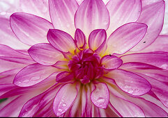 Dahlia 'Oriental Dream' (water lily flowering dahlia)