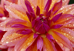 Blüte von Dahlia 'Pashmina' (Schmuck-Dahlie)