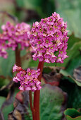 Bergenia cordifolia (Altai - Bergenie)