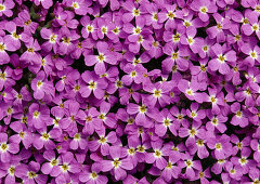 Aubrieta (Blaukissen)