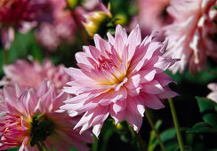 Dahlia 'Alexander von Humboldt' (Decorative Dahlia)