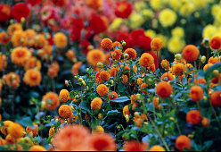 Bed with Dahlia 'Bantling' (Pompon Dahlia)