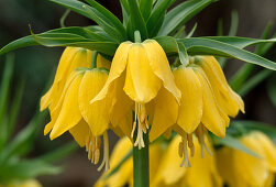 Flowers of Fritillaria imperialis (Imperial Crown)