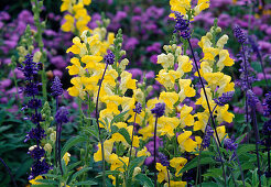 Antirrhinum (snapdragon), Salvia (flour sage)