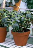 Rhododendron simsii (indoor azalea) outdoors in summer