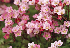 Blüten von Saxifraga arendsii 'Blütenteppich' (Steinbrech)
