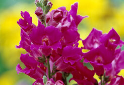 Pink Antirrhinum (Snapdragon)