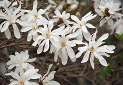 Blossoms of Magnolia stellata (Star magnolia)