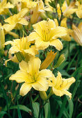 Hemerocallis hybrid 'Berlin Lemon Crepe' (Daylily)