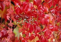 Parthenocissus quinquefolia (Wilder Wein) in Herbstfärbung