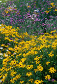 Rudbeckia sullivantii 'Goldsturm' (coneflower), Verbena bonariensis (verbena)