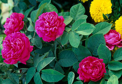 Blüten von Rosa damascena 'Rose de Resht' (Historische Rose), öfterblühend
